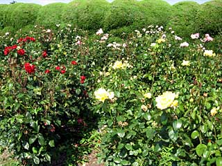 バラ園