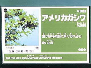 アメリカガシワ