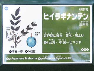 ヒイラギナンテン