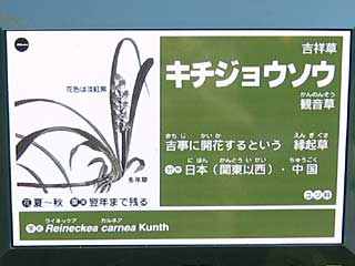 キチジョウソウ