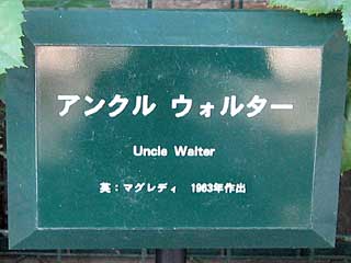 アンクルウォルター(バラ)