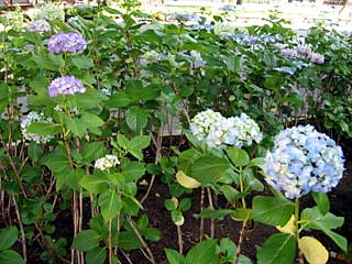 セイヨウアジサイ