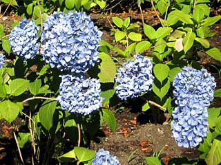 セイヨウアジサイ