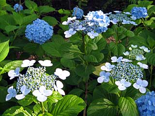 セイヨウアジサイ