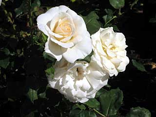 フレンチレース(バラ)