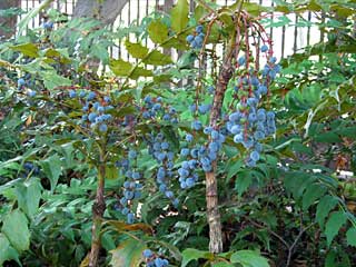 ヒイラギナンテン