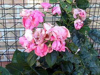 アンクルウォルター(バラ)