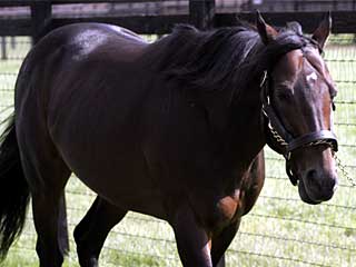 ディープインパクト