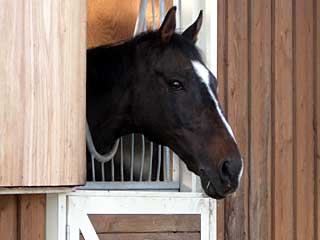 メイキングテシオ