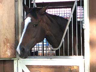 ショットガンアニー