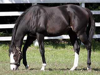 カルストンライトオ