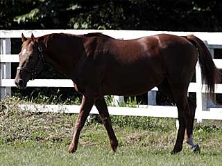 マチカネフクキタル