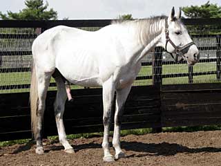 ニホンカイユーノス