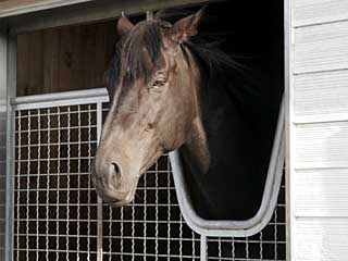 スキャターザゴールド