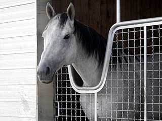 セイウンスカイ