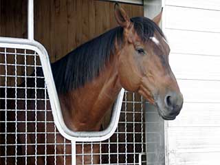 スマートボーイ