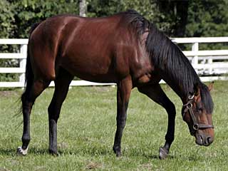 ザッツザプレンティ