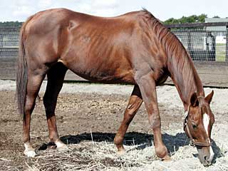 トーエイテイセン