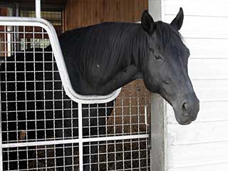 トーホーエンペラー