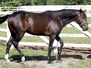 トーセンダンス