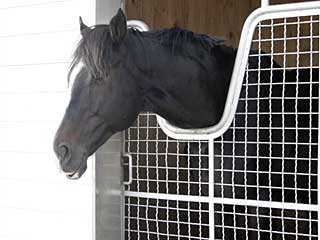 ウインデュエル