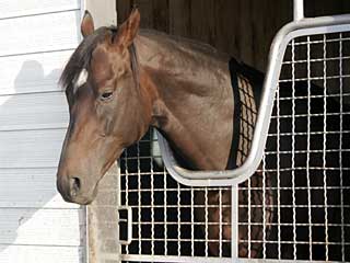 ウイングアロー