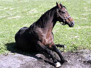 ヤマニンゼファー