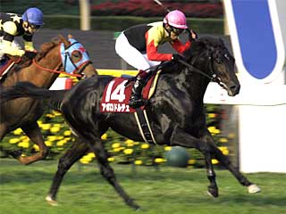 アポロドルチェ(京王杯2歳ステークス)