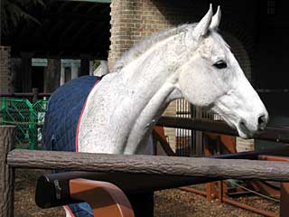 デューカルパール