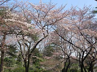 日本庭園の桜