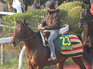 シリュスデゼーグル(ジャパンカップ公開調教)