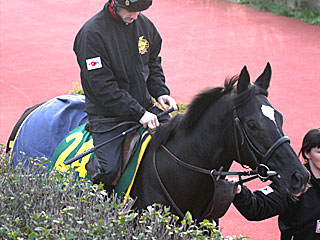 ダンディーノ(ジャパンカップ公開調教)