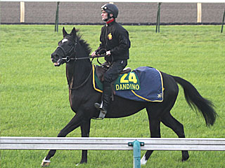 ダンディーノ(ジャパンカップ公開調教)