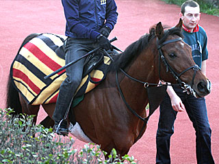 ジョシュアツリー(ジャパンカップ公開調教)