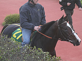 モアズウェルズ(ジャパンカップ公開調教)