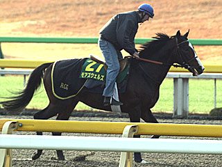 モアズウェルズ(ジャパンカップ公開調教)