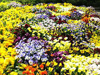 ローズガーデン