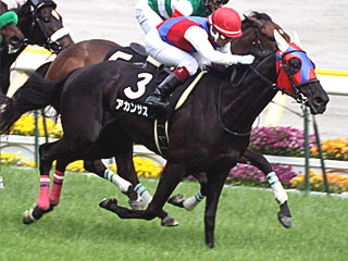 アカンサス(スイートピーステークス)