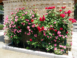 ローズガーデン