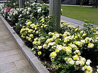 ローズガーデン