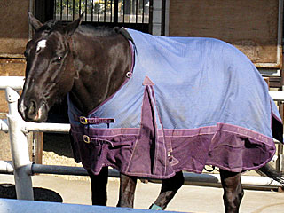 ビッグプラネット