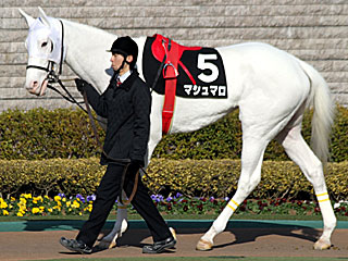 マシュマロ(ヒヤシンスステークス)