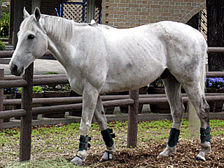 シベリアンヒート