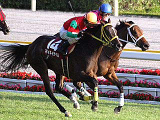 マイネイサベル(府中牝馬ステークス)