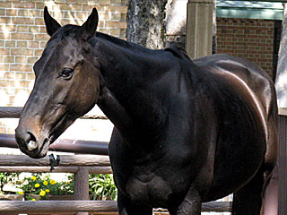 サクセスブロッケン