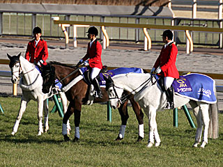 誘導馬(レンディル、サクセスブロッケン、ユーワビスケット)