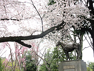 トキノミノル像と桜