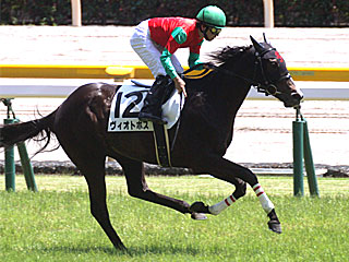 ヴィオトポス(2歳新馬)