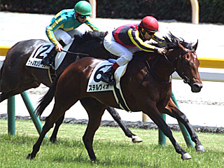ステルヴィオ(2歳新馬)