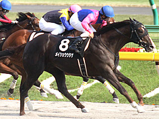 メイショウウタゲ(アハルテケステークス)